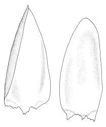 Calliergonella cuspidata, stem leaves. Drawn from B.H. Macmillan 86/99, CHR 414194.
 Image: R.C. Wagstaff © Landcare Research 2014 